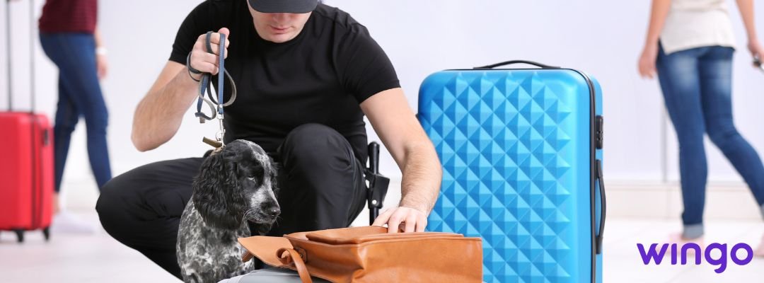 Requisitos para viajar con mascotas en Wingo