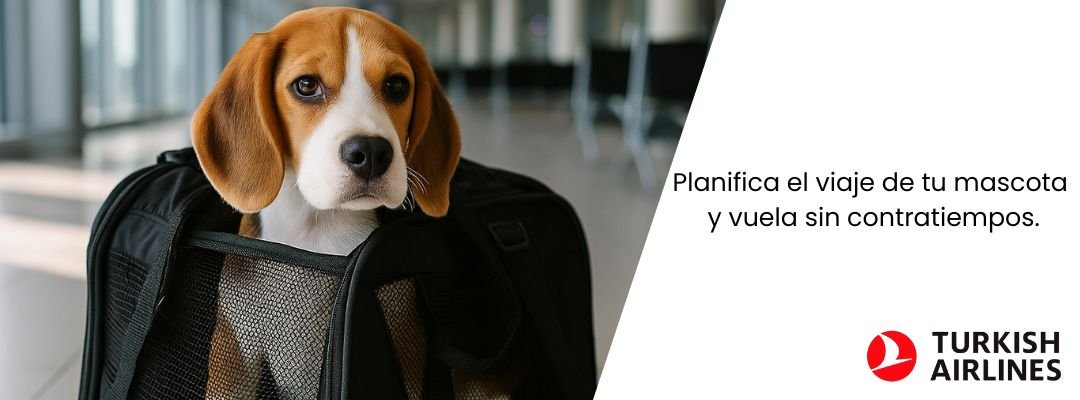 Recomendaciones para viajar con tu mascota Turkish Airlines