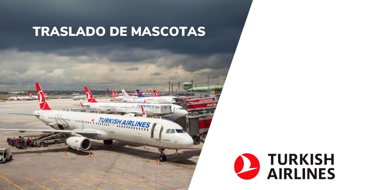 Traslado de mascotas de Turkish Airlines
