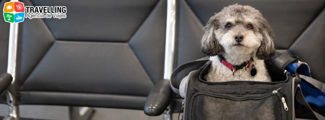 Traslado de mascotas Avior Airlines 